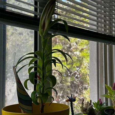 Fresh * Golem (Tirana)