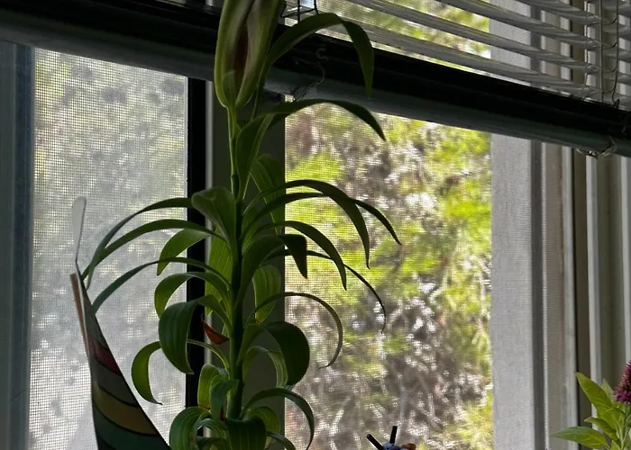 Fresh * Golem (Tirana)